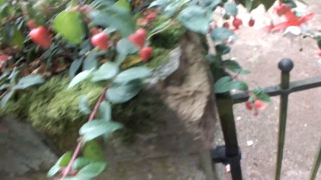 Big Fuchsia plant in Darmstadt Hessen смотреть онлайн