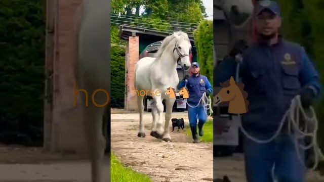 ?Watch the largest horse in the worldПосмотреть самую большую лошадь в мире? смотреть онлайн