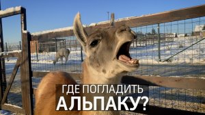 Ферма Российские альпаки