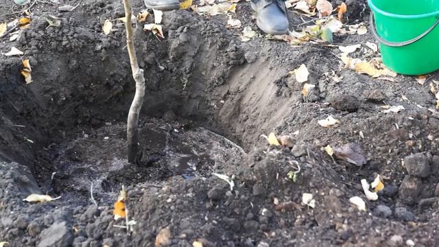 ГРУША | ПОСАДКА | ВЫБОР САЖЕНЦЕВ смотреть онлайн
