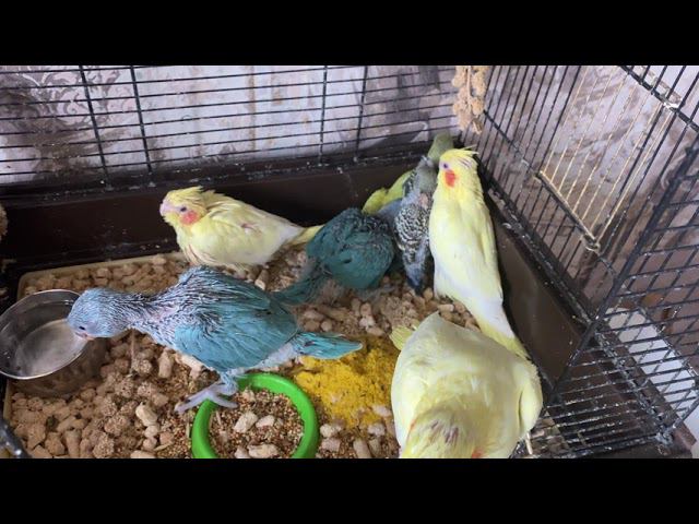 Птенцы начали пробовать обычную еду! смотреть онлайн