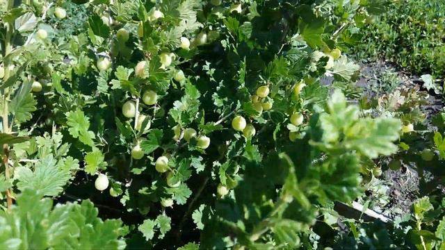 Обзор на крыжовник и красную смородину | #Огород #ягоды #дача смотреть онлайн