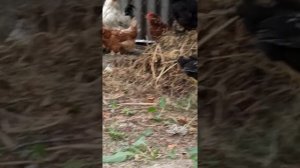 Петух бьет петуха! Подпишись🤘