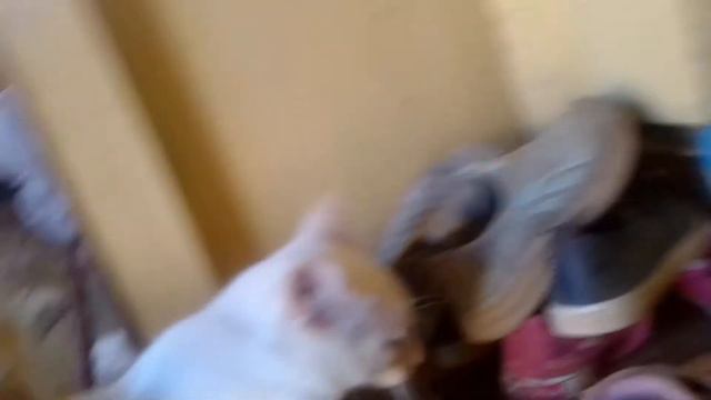 ОБЗОР МОИХ КОТОВ ЧЕЕЕК (+ВОПРОС ПОЧЕМУ Я НЕ СНИМАЮ?) смотреть онлайн