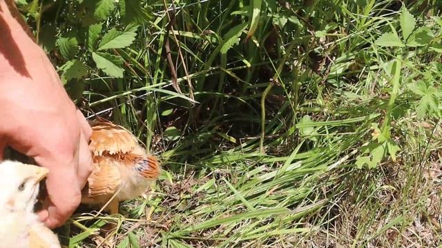 Organic Garden & Food Forest HARVEST смотреть онлайн