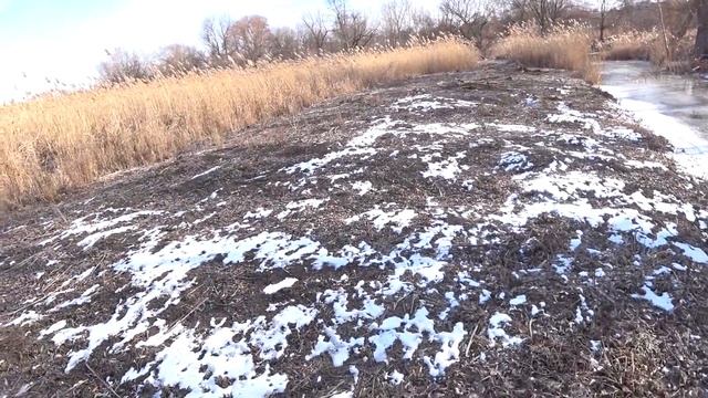 утренний сбор яиц, сколько несут? смотреть онлайн