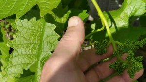 7. Виноград начинает цвести, Алтайский край, 13 июня 2024 г.