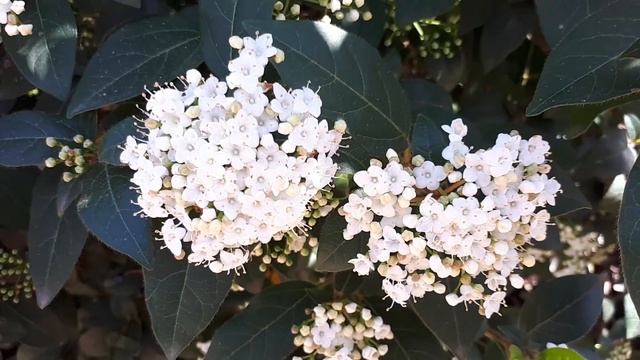 Viburnum tinus - Laurustinus смотреть онлайн