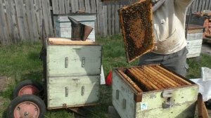 Постановка второго корпуса  Кемеровская система пчеловодства