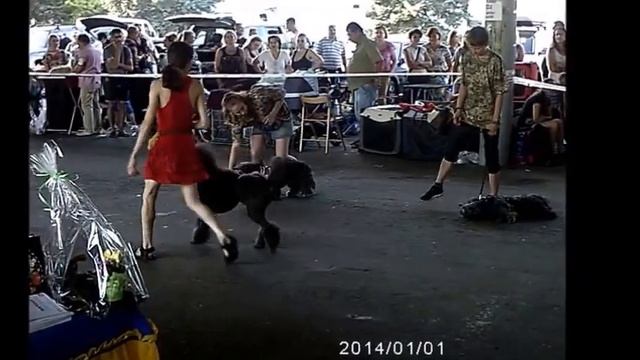 Показательное выступление дрессировочного центра Лармон смотреть онлайн