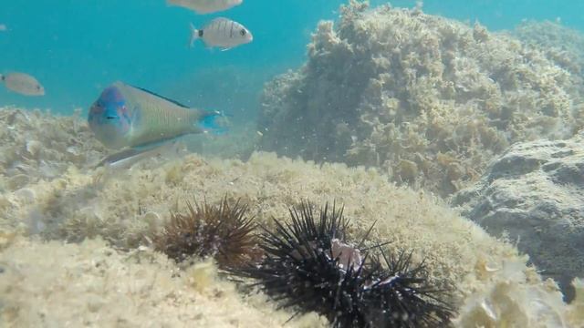 Talamone 2018 Cannone смотреть онлайн