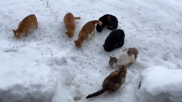 Рыбалка, Коты, ПОЙМАЛИ РЫБУ - СЕГОДНЯ ОТЛИЧНЫЙ КЛЁВ ???и ХОРОШИЙ УЛОВ / пара дней в деревне смотреть онлайн