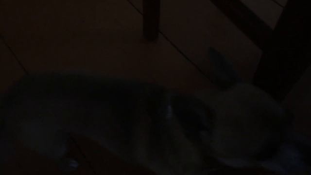 Кормление зверя. смотреть онлайн