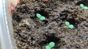 Первая ПЕТХОА из семян. Всхожесть и развитие сеянцев