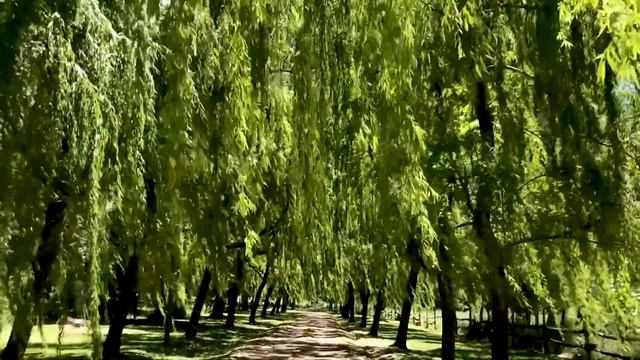 WOW air travel guide application смотреть онлайн