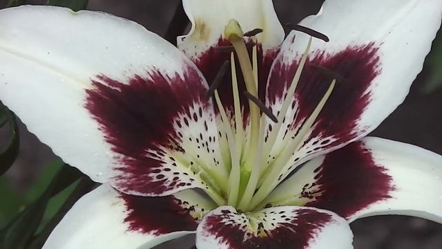 лилия азиатская Patricia's Pride смотреть онлайн