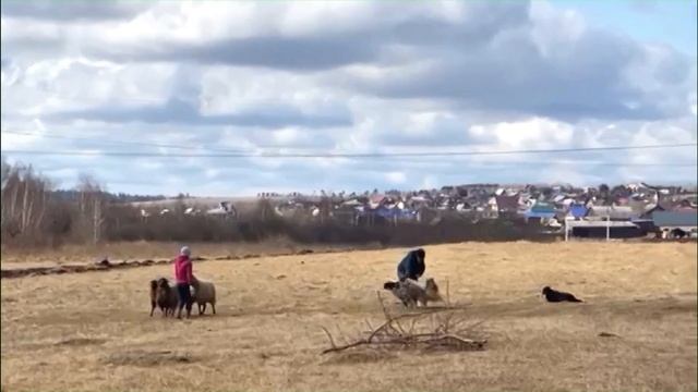 шотландская овчарка пасет scottish shepherd grazing смотреть онлайн