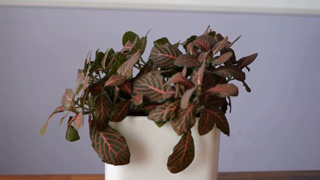 Thirsty Plant Redux смотреть онлайн