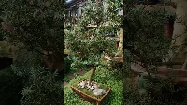 Сад бонсай или где купить бонсай. смотреть онлайн
