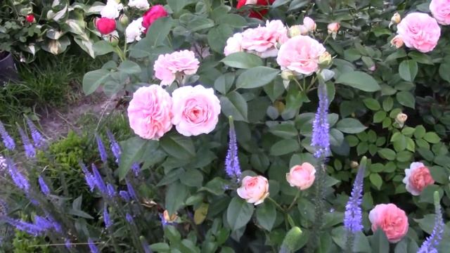 Розы в саду. Цветение розы Chippendale (Tantau Германия, 2006 Чайно-гибридные (Hybrid Tea) смотреть онлайн