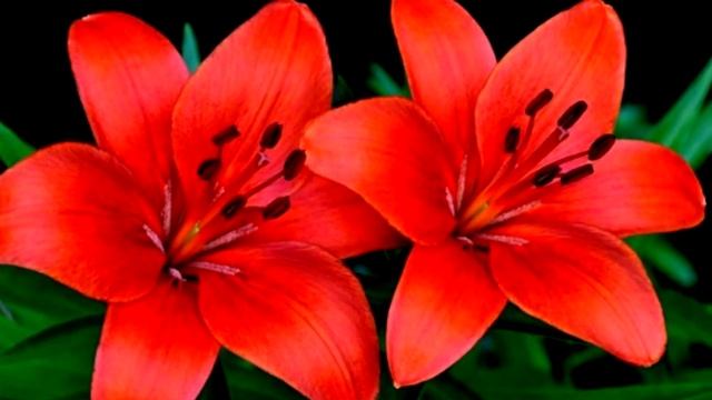 Лилия цветок  Фото  Картинки \ Lily Flower Photo Picture