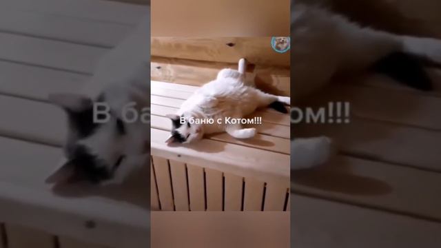 ПОПРОБУЙ НЕ СМЕЯТСЯ смотреть онлайн