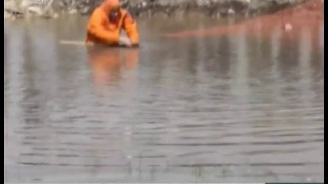 В новом микрорайоне Челябинска поселился бобр смотреть онлайн