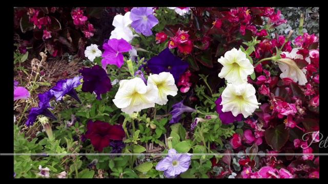 SUMMER FLOWERING PLANTS COMPILATION | BEAUTIFUL FLOWERS IN AUSTRALIA. смотреть онлайн
