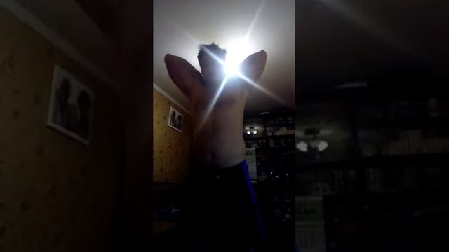 Slon21veka and squats. Day 6! Slon21veka и приседания. День 6! смотреть онлайн