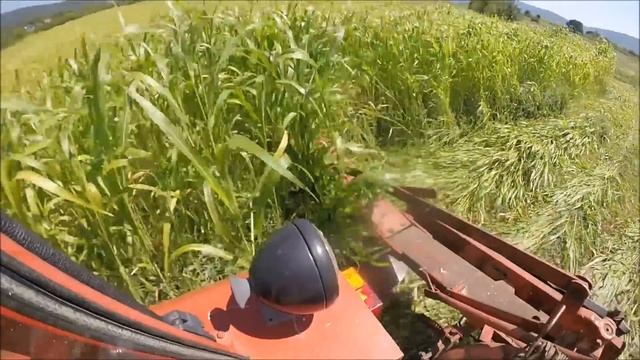 IMT 539 u Akciji Kosenje Sudanske Trave-Sorghum Ernte Vs. Sudangras vs. FAHR Kreiselmäher смотреть онлайн