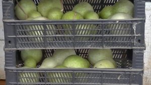 Лагенария. Как высушить тыкву лагенарию.