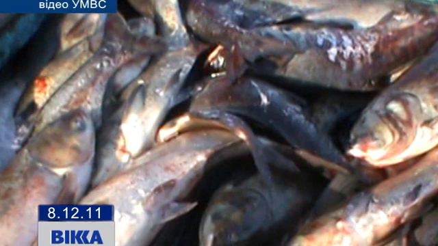 Золота рибка смотреть онлайн