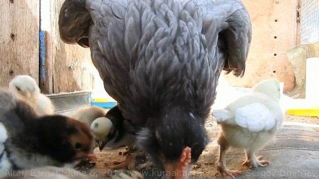 Курица Араукана с цыплятами, наседка Chicken with young chicks Pavlovskaia Altai bentam смотреть онлайн