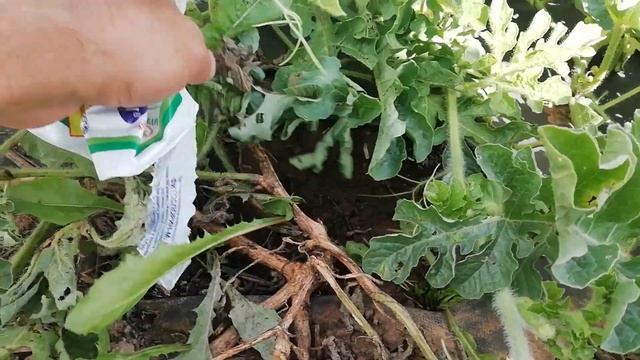 Обработка арбуза от фузариоза. Фитоспорин-м. 17.08.2018 смотреть онлайн
