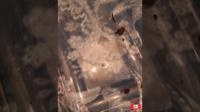 Синица в доме. Чем кормить дикую птицу? смотреть онлайн