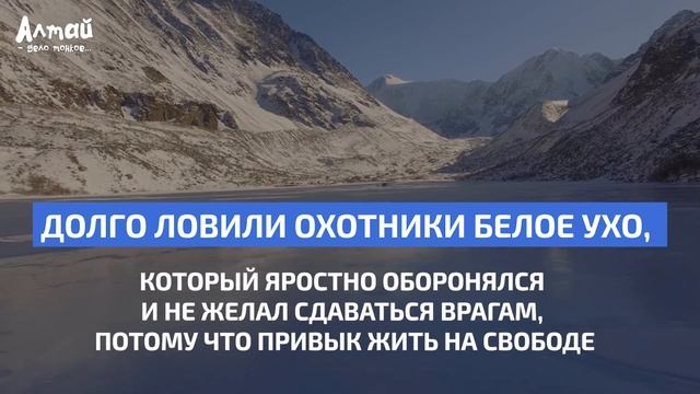 ЛЕГЕНДЫ ВОСТОЧНОГО КАЗАХСТАНА Гора Белуха смотреть онлайн