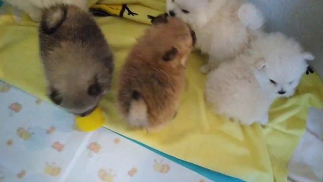 Щенки померанского шпица смотреть онлайн