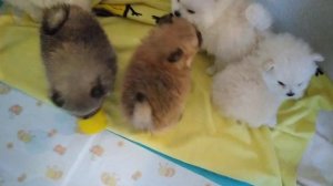 Щенки померанского шпица