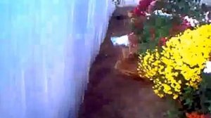 крепление второй пленки в теплице Теплица-термос