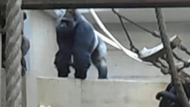 Германия.Штутгарт.Zoo(Wilhelma) КИНКОНГ -ЖИВ ! смотреть онлайн
