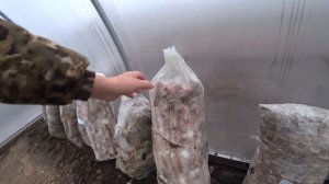 выращивание вешенки какие ошибки можно избежать