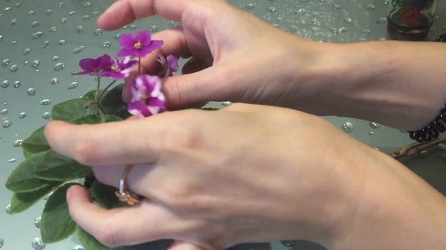 Как размножить фиалку Химеру? Листовая химера смотреть онлайн