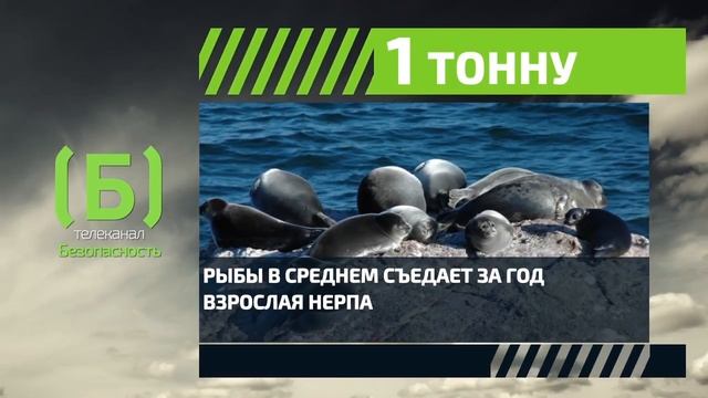 Сколько тонн рыбы съедает взрослая нерпа? смотреть онлайн
