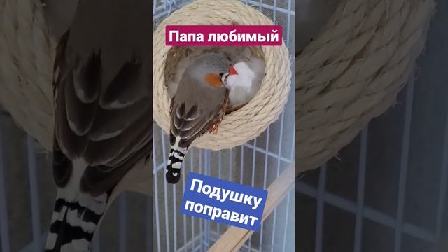 Заботливые родители #амадина #птенец #птица #птицыдома #питомец #птицыразмножение #купитьптенца #до смотреть онлайн