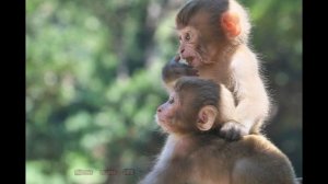 Детеныши обезьян