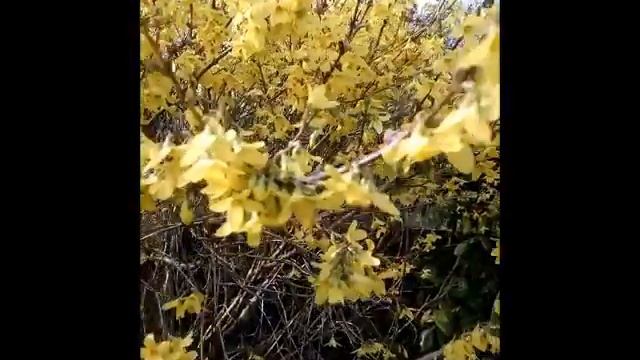 Forsythia x Intermedia Lynwood смотреть онлайн