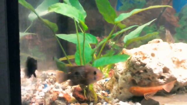 Астронотусы, акары бирюзовые и элиоты продолжение смотреть онлайн