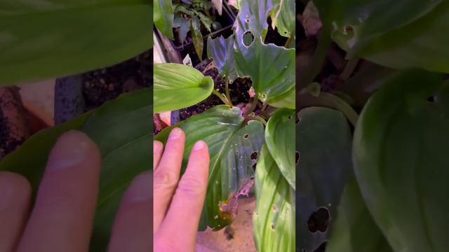 Growing Black Ginger In Pots #tranding #subscribe #nature #tropicalfruit #exotic #collection #viral