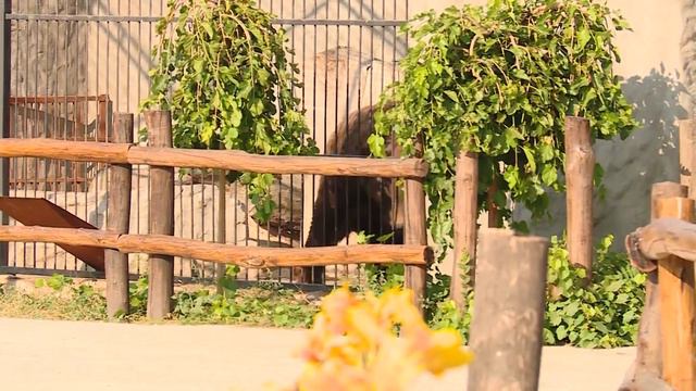 Утро с TV5 в Васильевке: реабилитационный центр "HomeZoo" смотреть онлайн