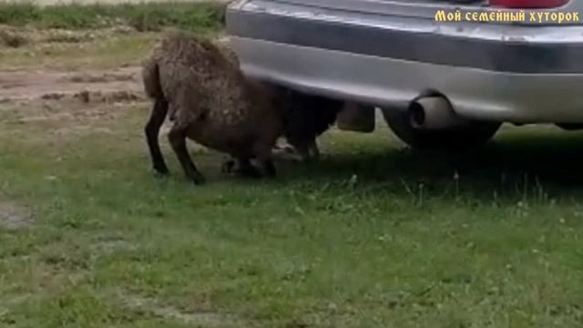 Открыли свой автосервис!! Бизнес с нуля? смотреть онлайн